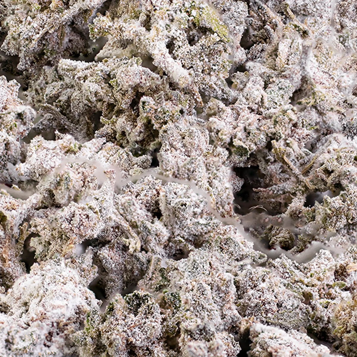 Close-up of Bruce Banner popcorn buds showing dense structure