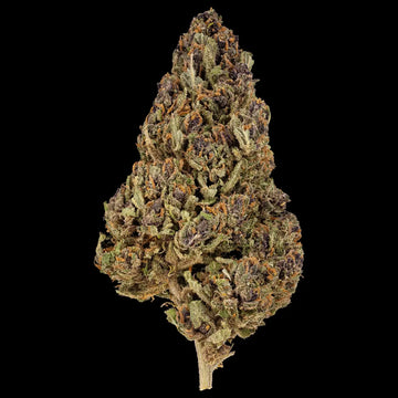 Cherry Poppers 14% CBD cannabis flower with purple buds and orange pistils
