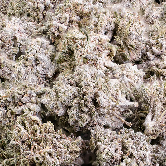 Close-up of Garlic Cookies THCA popcorn buds showing compact structure