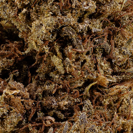 Close-up of Hippie Harvest CBD bud showing rustic structure and trichomes