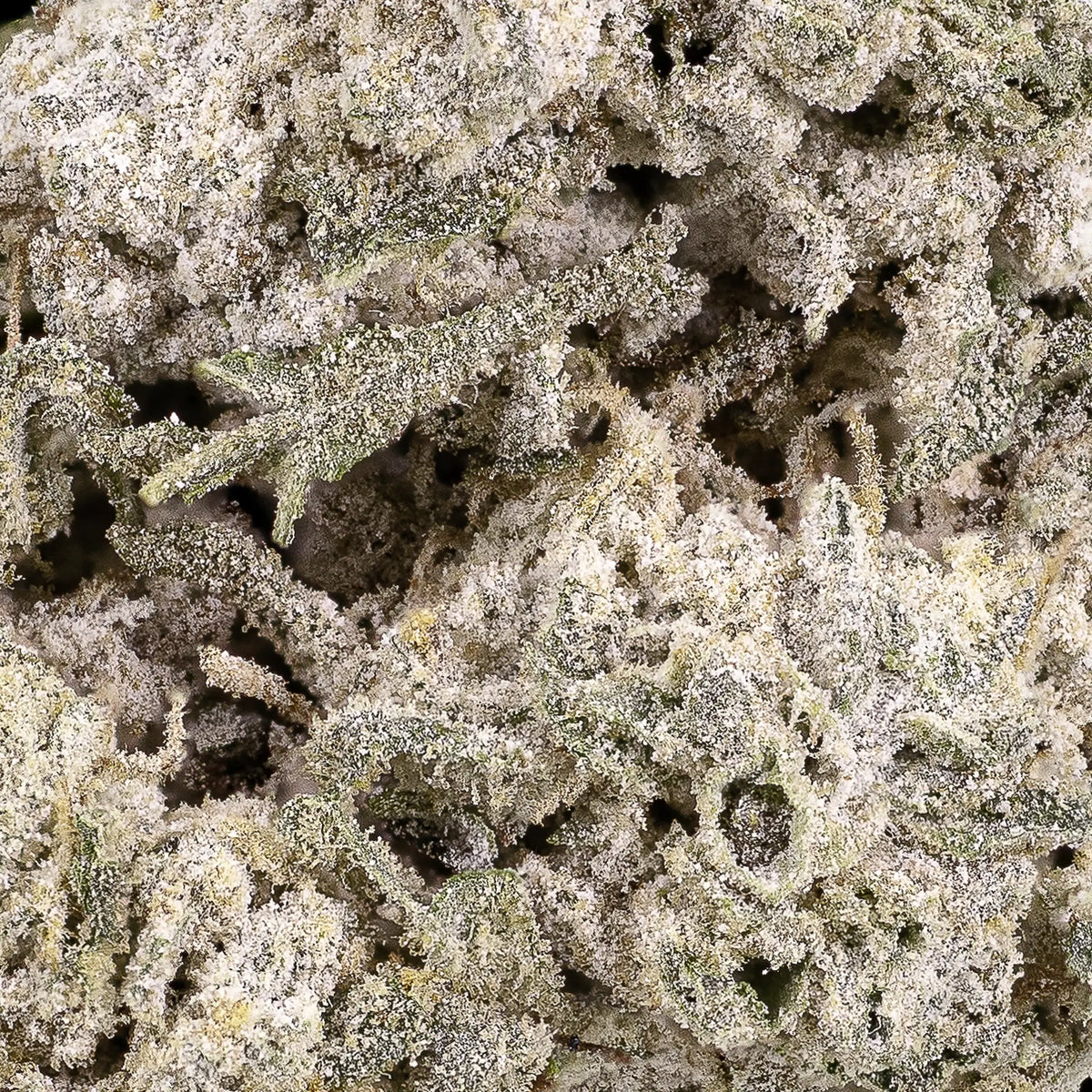 macro shot trichomes cannabis