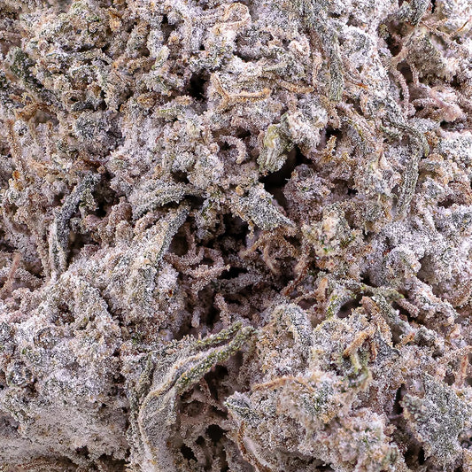 Close-up of Odense OG THCA bud showing compact structure and orange pistils