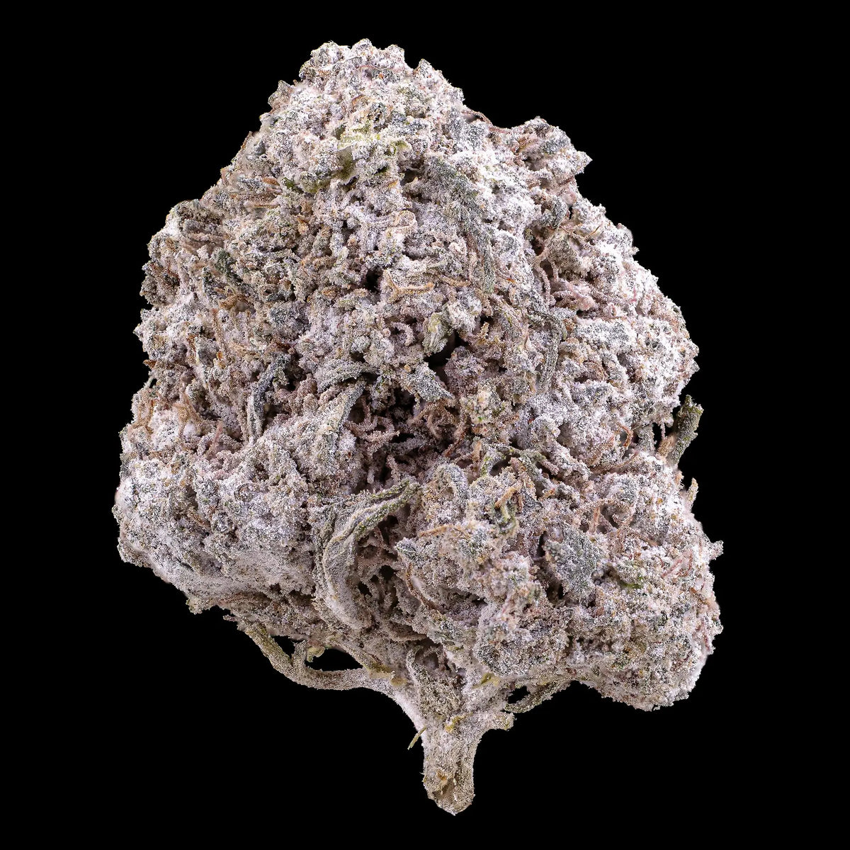 Odense OG 23% THCA indoor cannabis flower with dense frosted trichomes