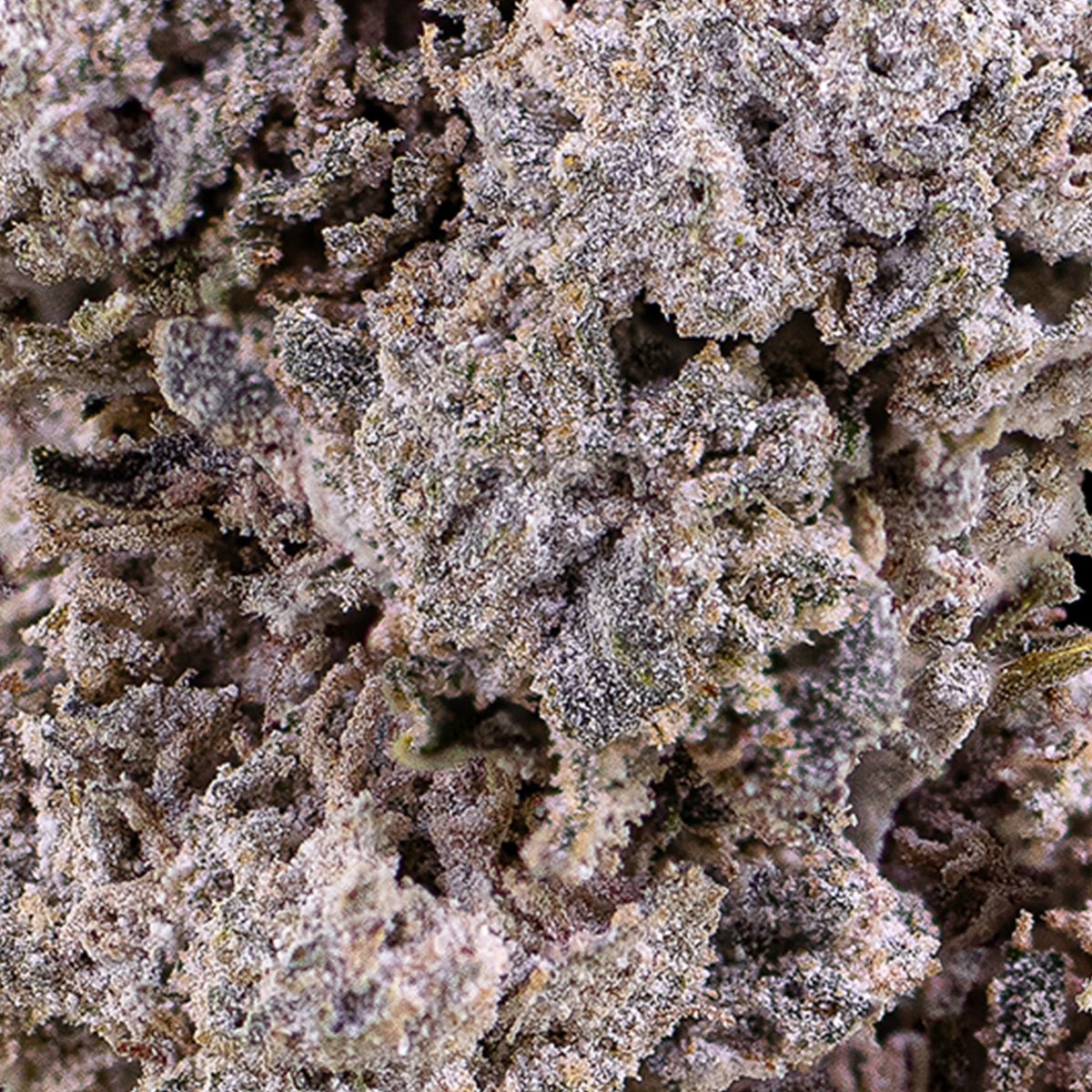 Close-up of La Runtz THCA bud showing Zkittlez x Gelato hybrid structure