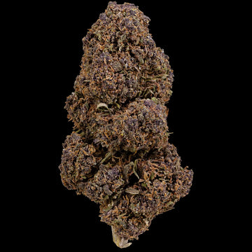 Purple Puff 17% CBD cannabis flower with purple buds and orange pistils