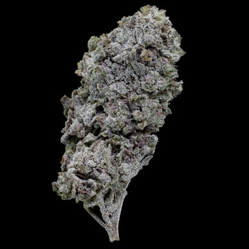 Snow Kush GH 23% THCA glasshouse cannabis flower with dense resinous buds