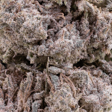 Close-up of Trainwreck THCA bud showing heavy trichome coverage