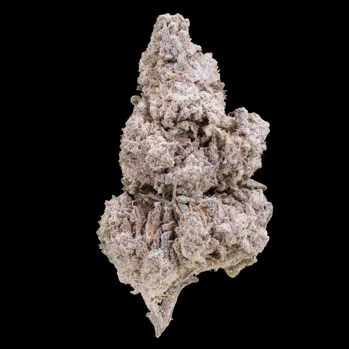 Trainwreck 23% THCA glasshouse cannabis flower with dense frosted buds